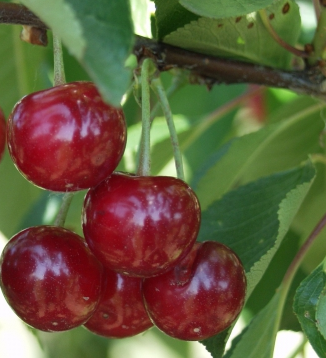 Korai pipacsmeggy